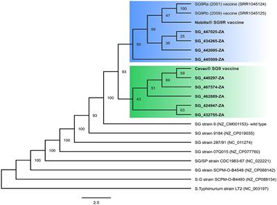 Salmonella gallinarum strains from outbreaks of fowl typhoid fever in Southern Africa closely related to SG9R vaccines